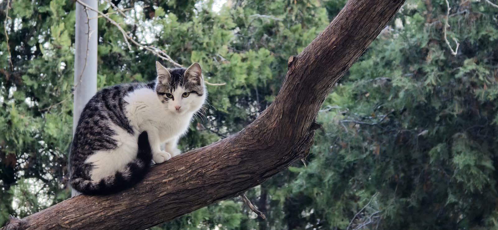 cat sitting on a tree branch, looking at camera, garden setting