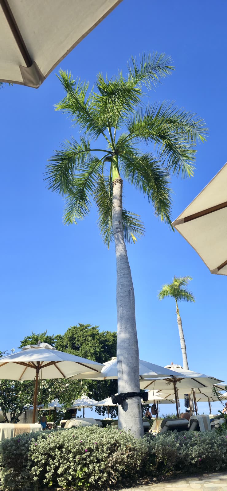 tall royal palm tree against blue sky, white umbrellas below, resort